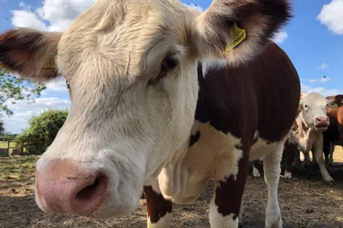 Sunshine Dan / BBC Weather Watchers A close-up of a dark brown and white cow staring into the camera. It has a yellow tag in its left ear, with other cattle in the background