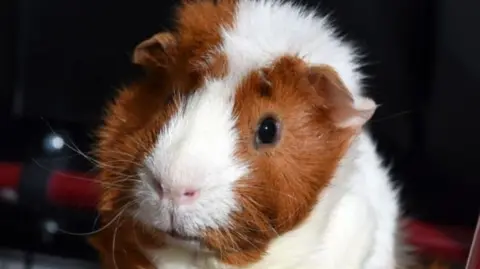 Getty Images Ginger and white guinea pig