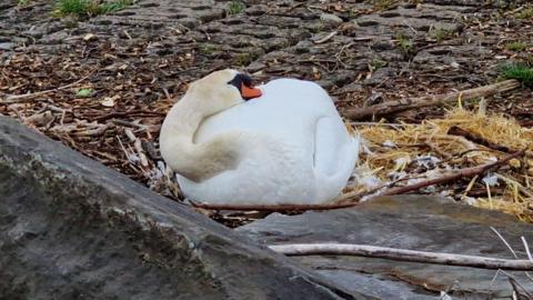 Swan in nest on marina ramp