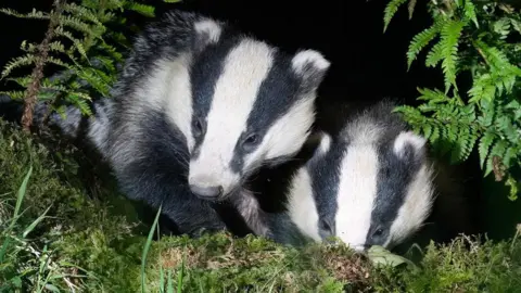 Two badgers in the undergrowth sitting on grass.