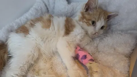 A orange and white kitten lying on a fluffy white cushion. He has a pink bandage around his front left paw