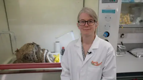 A woman wearing a white lab coat with grey hair in a ponytail and glasses looks at the camera with the hornet nest sitting in the background. There is also lab equipment behind her. 