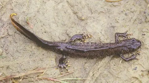 NATURAL ENGLAND A great crested newt on the ground