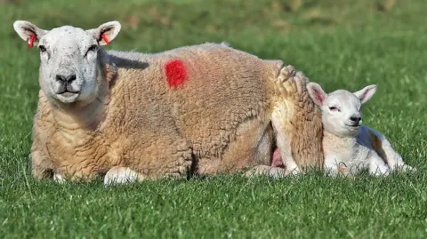 A sheep and a lamb in a field