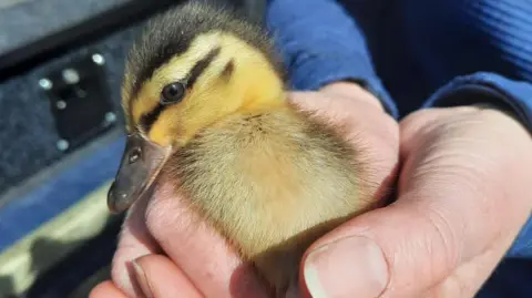 Essex Fire and Rescue Person holding a duckling