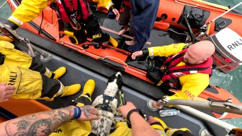 Portpatrick RNLI Dog getting taken to shore