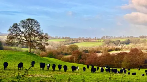 WeatherWatchers/Abstract Emotion A herd of cows arranged in a bit of a line in a field in the Gloucestershire Cotswolds, with rolling hills behind them. There is a tree on a raised slope behind them in the field. The cows are mostly black and some have white faces. The sun is shining on the hills and the sky above is mostly blue with some cloud.
