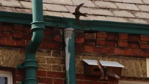 Essex Swift Recovery Project Two swifts flying around a dark brown nesting box, which is attached to a brick building underneath the roofline, next to green guttering