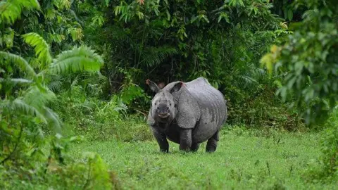 Getty Images An Indian one-horn rhinoceros is taking shelter on dry land during floods at Kaziranga National Park in Nagaon District of Assam, India, on July 1, 2024