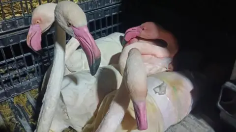 Tunisia Customs Authority / Facebook Flamingos tightly wrapped into packages and left inside crates.