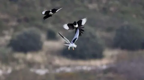 The black-winged kite is in flight and being attacked by two black and white magpies.