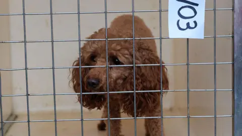 A beige poodle looks out of a grid in a white kennel with a numbered ID tag hanging down from the top.