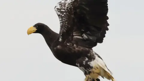 Kynren A large brown eagle with white specks on his feathers stretching its wings. It has a large yellow beak