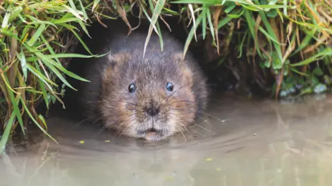 Stephan Morris/Yorkshire Wildlife Trust A water vole
