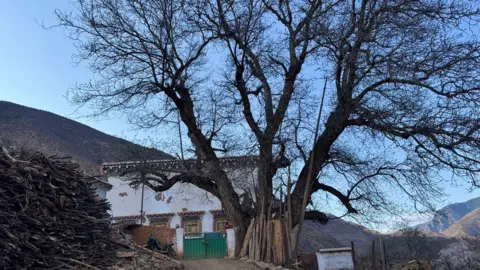 Julie Kleeman A large tree rises above a white building in the hills of Tibet.