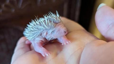 Baby hedgehog sitting on a hand