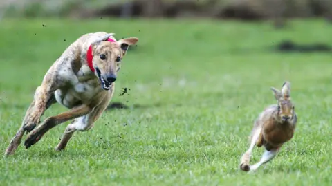 Getty Images An archive photo from 2004, showing one of the last Waterloo Cup hare coursing competitions, with a greyhound wearing a red collar leaning to its left as it follows the turns of the hare in front of it, as mud flies up from its paws.
