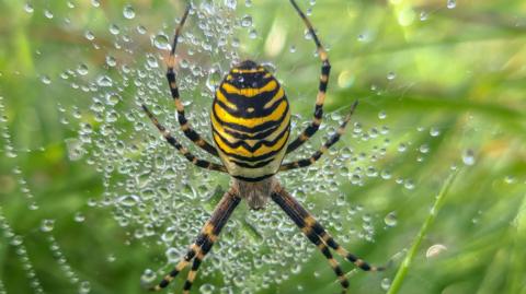 The Wasp Spider in its web