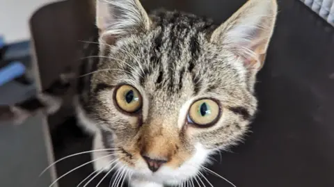 RSPCA Apley the kitten