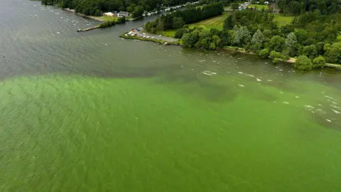 Getty Images Blue-green algae blooms are seen along the shoreline at Lough Shore Park in Antrim. The picture is taken from the air showing bright green water. You can see a carpark and trees on the shoreline.