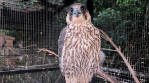 Peregrine falcon sitting on a branch in an aviary