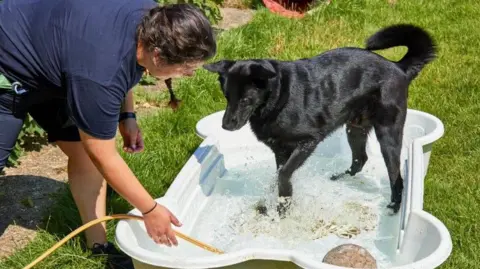 RSPCA A woman wearing a blue T-shirt and shorts is filling a small plastic pool with water. A black dog is standing in the pool.