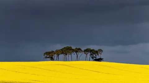 field