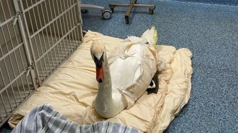 Wildlife Rescue - Moyles Court A swan sits on a duvet on the floor. It is next to the bars of a metal crate. The swan's body is wrapped in some kind of white cloth or bandaging. 