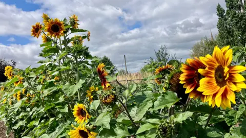 Margrove / BBC Weather Watchers A line of tall sunflowers in a garden in Chaddesley Corbett. Large yellow and red heads sit on tall stems