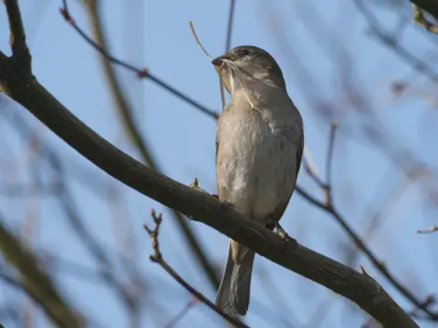 Sarah Youd A female chaffinch bird sitting on a tree branch