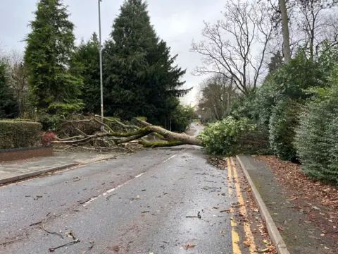 A fallen tree lies across the street.