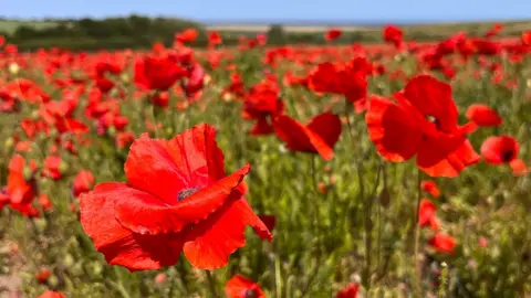 Red poppies in a field