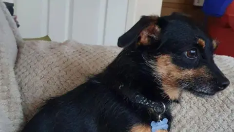 Ingrid Cooke Ozzie the dog, with caramel-brown markings on his face and chest, sitting on a sofa 