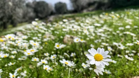 Maria Shaya A field of flowers in Alma al-Shaab