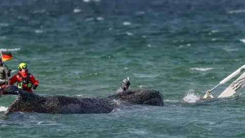 Two rescuers trying to save a stranded humpback whale in the water