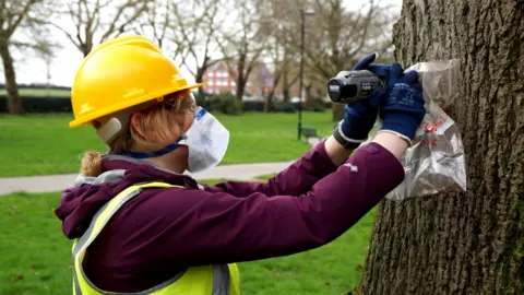 University of Southampton A woman wearing a yellow hard hat and a mask drilling into a tree