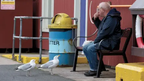 Edmund Fellowes/BTO Herring gulls watch man eating chips