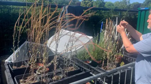 A home growing station with the tall plants growing in boxes. A man tends to one on the right hand side. 