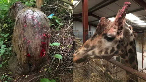 Duas fotos de animais feridos. À esquerda está uma capivara, retratada de costas e com vários cortes profundos nos quartos traseiros. À direita está uma girafa com ferimentos na cabeça.