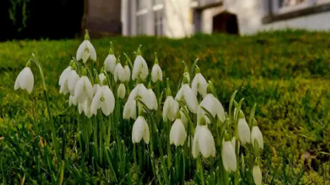 Snowdrops in bloom in front of a white church