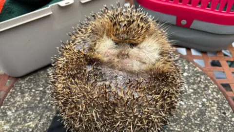 A hedgehog rests on its back on top of a small weighing scale. The scale rests on a small outdoor table. 