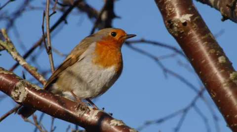 Forestry England/Crown A close-up of a robin perched on a bare winter branch in a tree with a clear blue sky behind