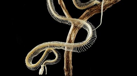 13ft-long Burmese python skeleton