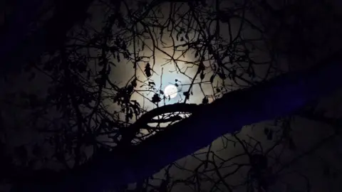 Wendy Windblows/Weather Watchers Cold Moon visible in the distance with branches and leaves in front. 