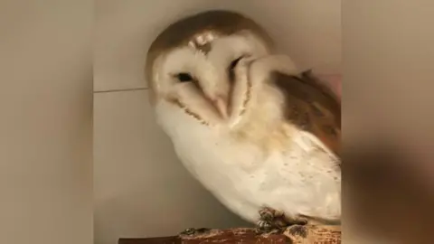 RSPCA Oak and Furrows A white and brown barn owl perching on a log inside a white room. It's feathers look dirty and it's black eyes are squinted shut. It doesn't appear to be in full health 