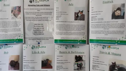 A wall of posters advertising pets up for adotption