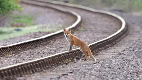 Peterborough Walks A fox standing on the railway tracks, with his face turned to the camera.
