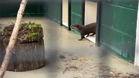 A otter walking into a habitat area