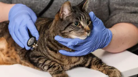 Ulster University Gilbert the cat visits Ulster University in Coleraine ahead of the new Veterinary Nursing degree getting under way in September 2025. He is brown and black and is being held by a person wearing blue rubber gloves and holding a stethoscope to his side. 