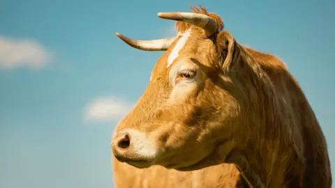 Getty Images Portrait of brown cow with horns standing against blue sky. 